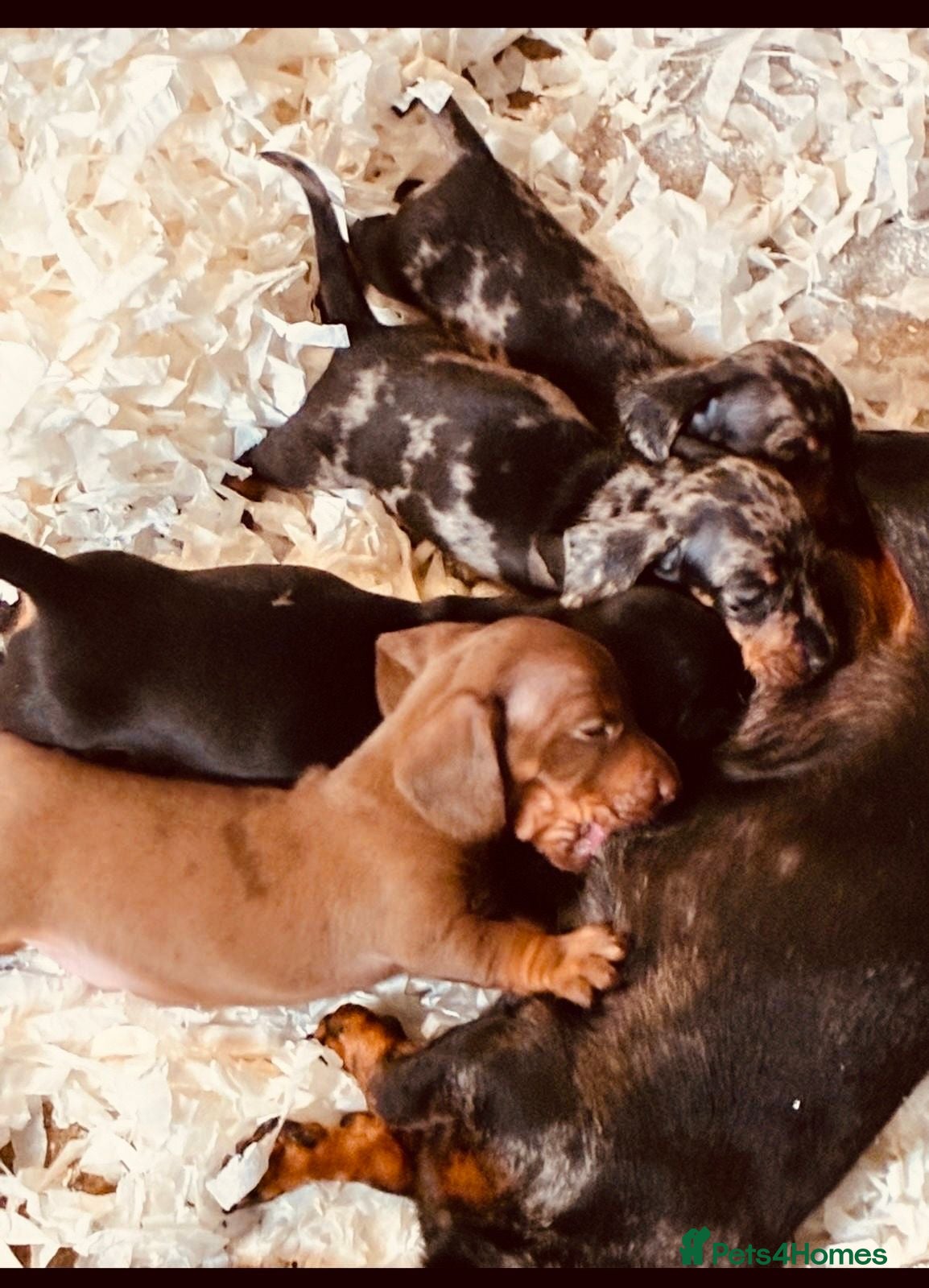 Miniature Dachshund dogs ready for new homes, pedigree mini dachshund pups - Advert 1
