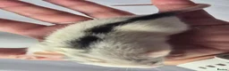 Rat rodents for sale: Female Baby Dumbo Rats  - Advert 4