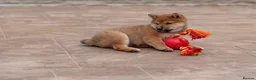 Japanese Shiba Inu dogs for sale: Beautiful Shiba Inu puppies  - Advert 10