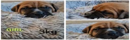 Mixed Breed dogs for sale: Muscle mastiff puppies  in Galashiels - Advert 9