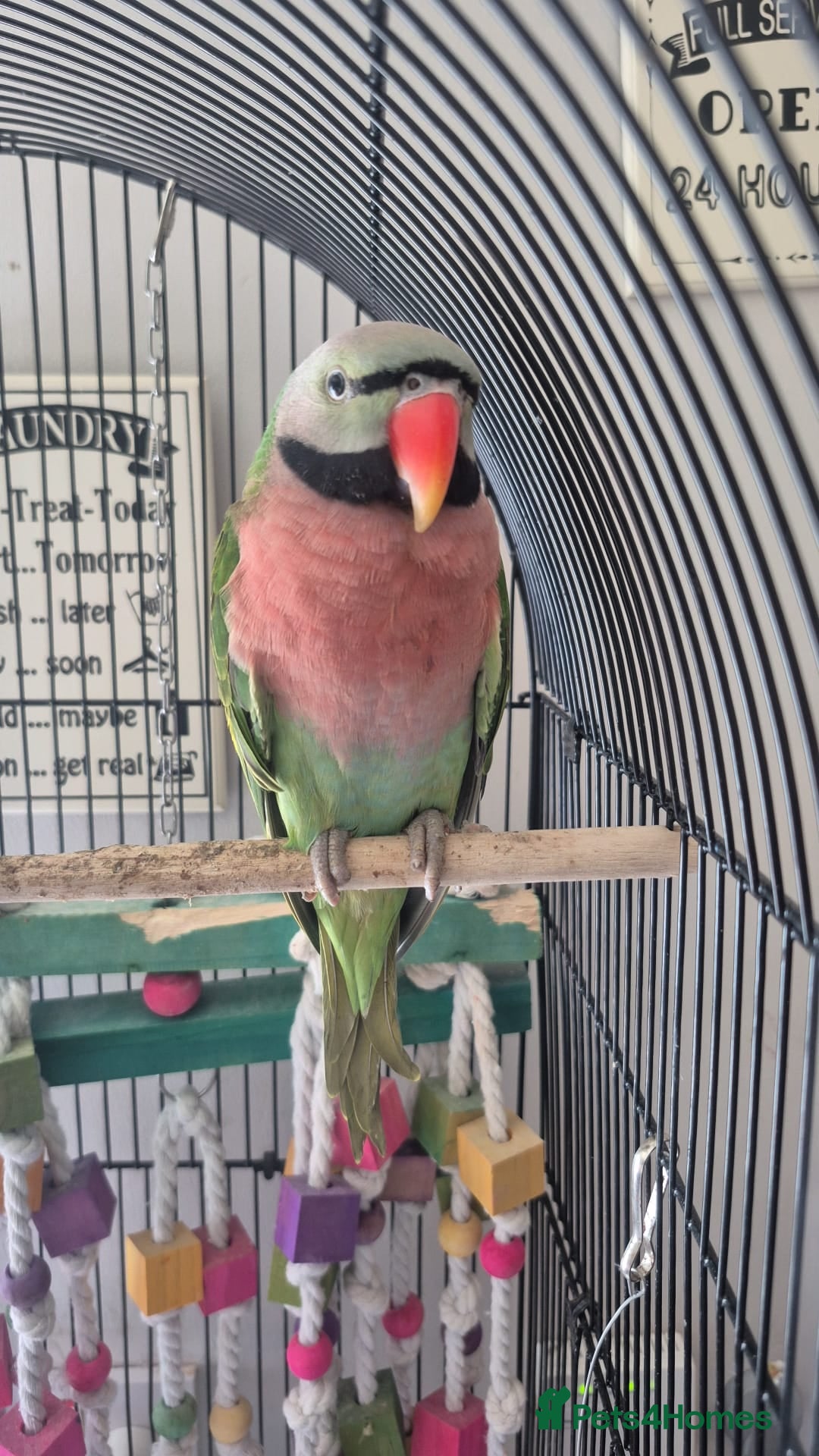 Parakeets birds Male moustache parakeet  - Advert 5