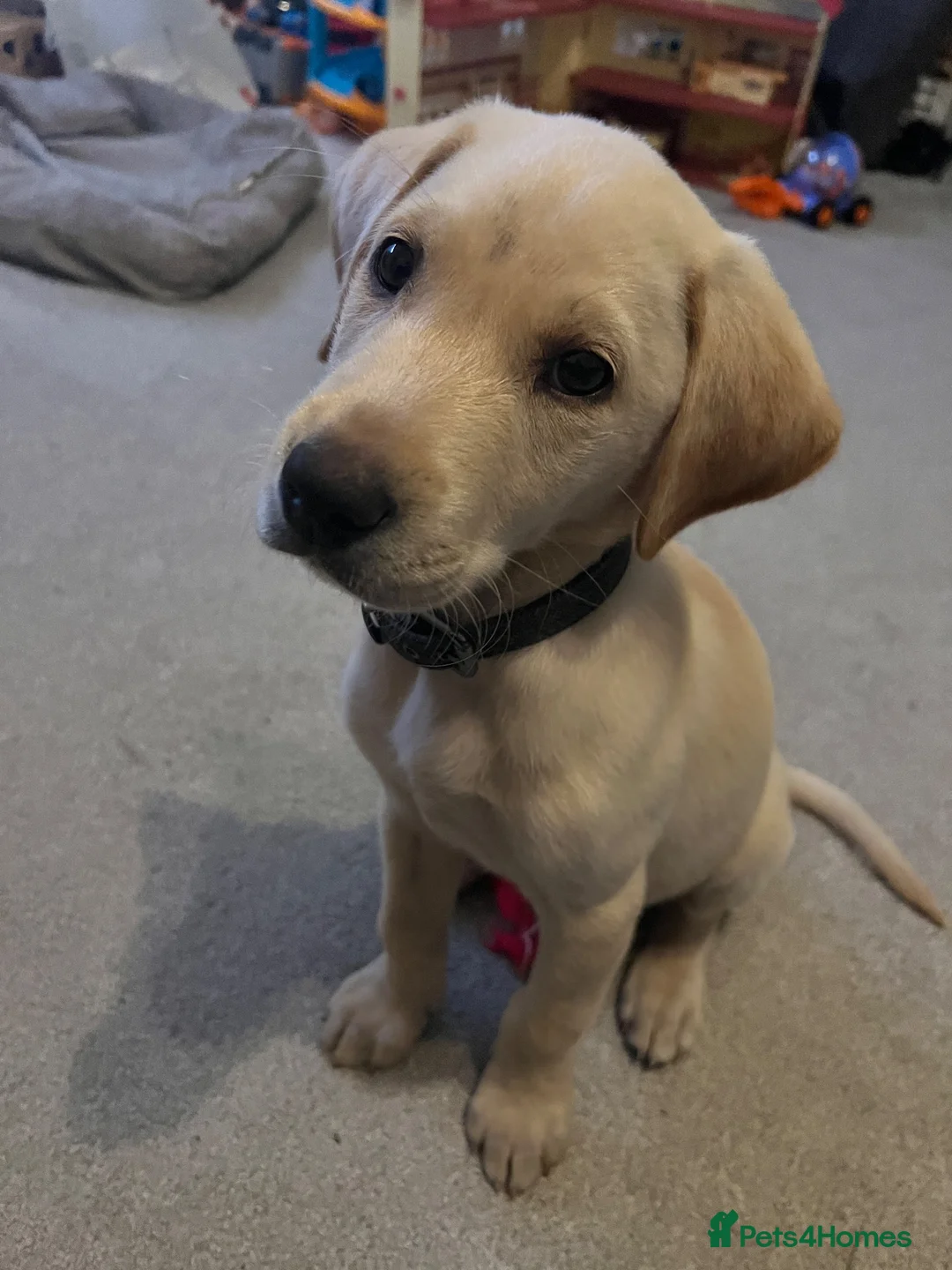 Labrador Retriever dogs for stud: Fully KC Registered Yellow Labrador for STUD in Dumfries - Advert 2