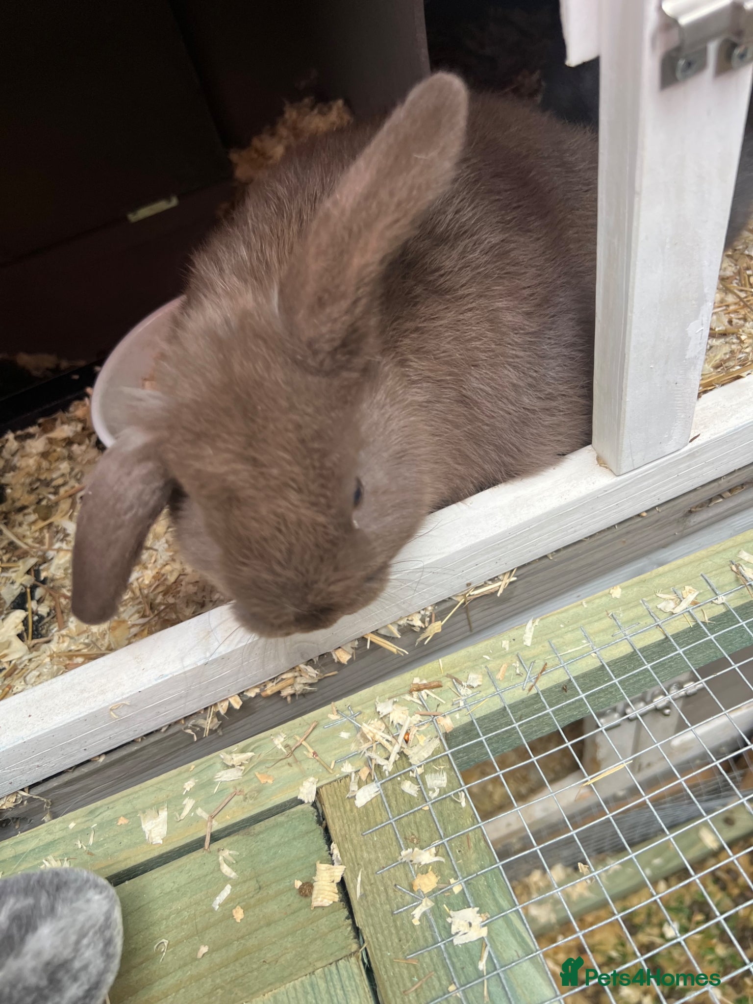Mixed Breed rabbits for sale: Rabbits for sale  in Gateshead - Advert 4