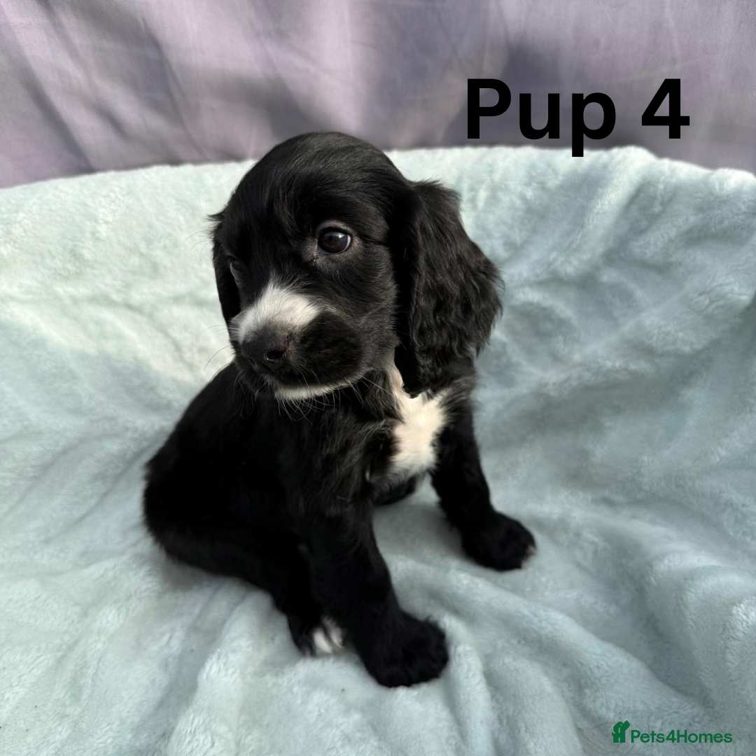 Cocker Spaniel dogs for sale: ⭐️ SHOW TYPE COCKER SPANIEL - READY ON 1ST AUGUST - Image 15