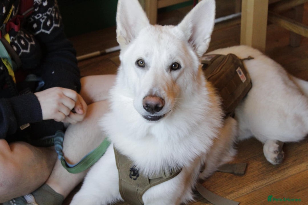 German Shepherd dogs for sale: White german sheperd  - Image 24