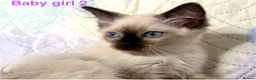 Ragdoll cats for sale: Socialised Baby Ragdoll Kittens ready now  - Advert 14