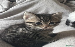 Mixed Breed cats for sale: Grey Tabbies - Image 6
