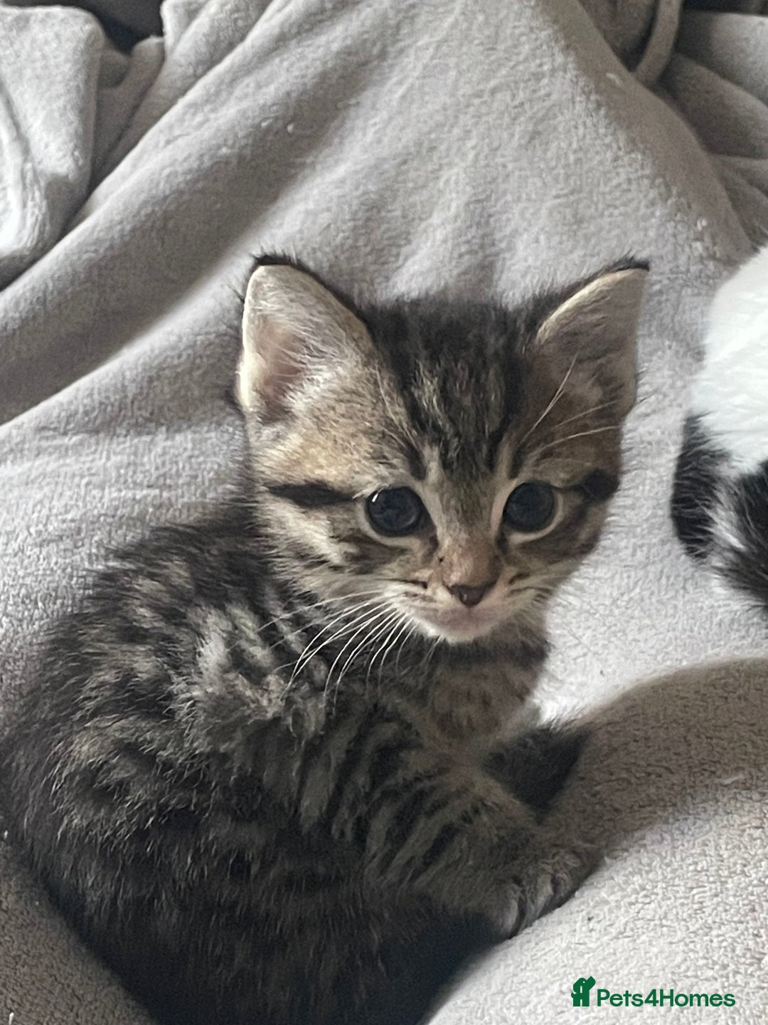 Mixed Breed cats for sale: Grey Tabbies - Image 6