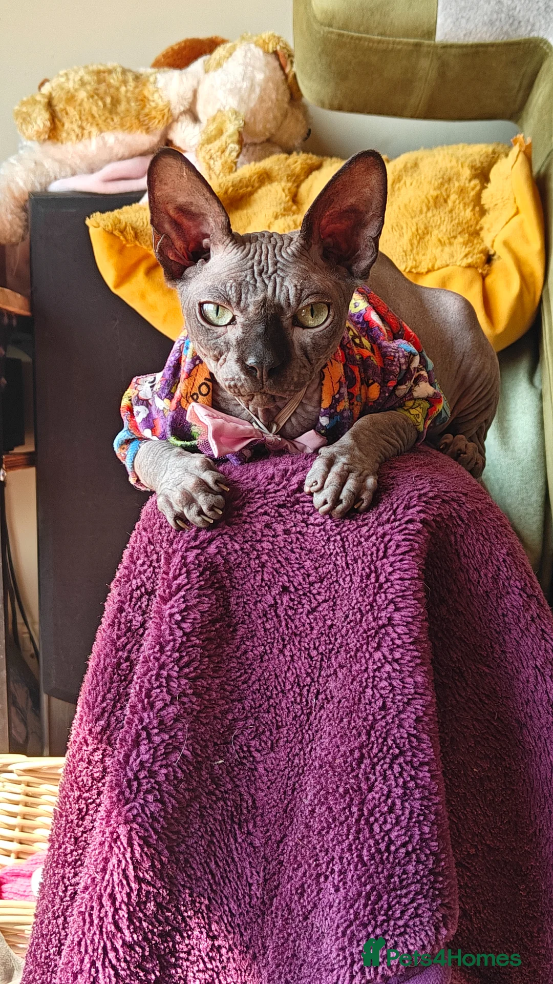 Sphynx cats for sale: Majestic Kitten Sphynx  - Advert 2