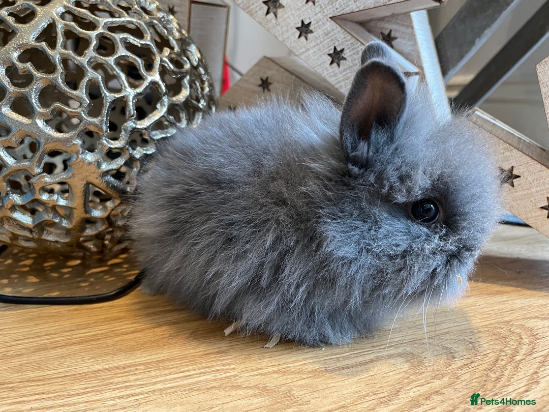 Lionhead rabbits for sale: 2 double mane lion heads  for sale  - Image 8