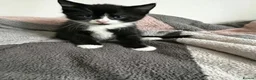 Mixed Breed cats for sale: 3 playful kittens.  - Advert 6