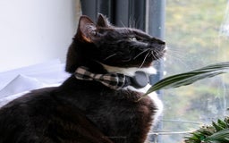 Domestic Shorthair cats for sale: Gentle Boy Cat Seeking Forever Family - Image 2