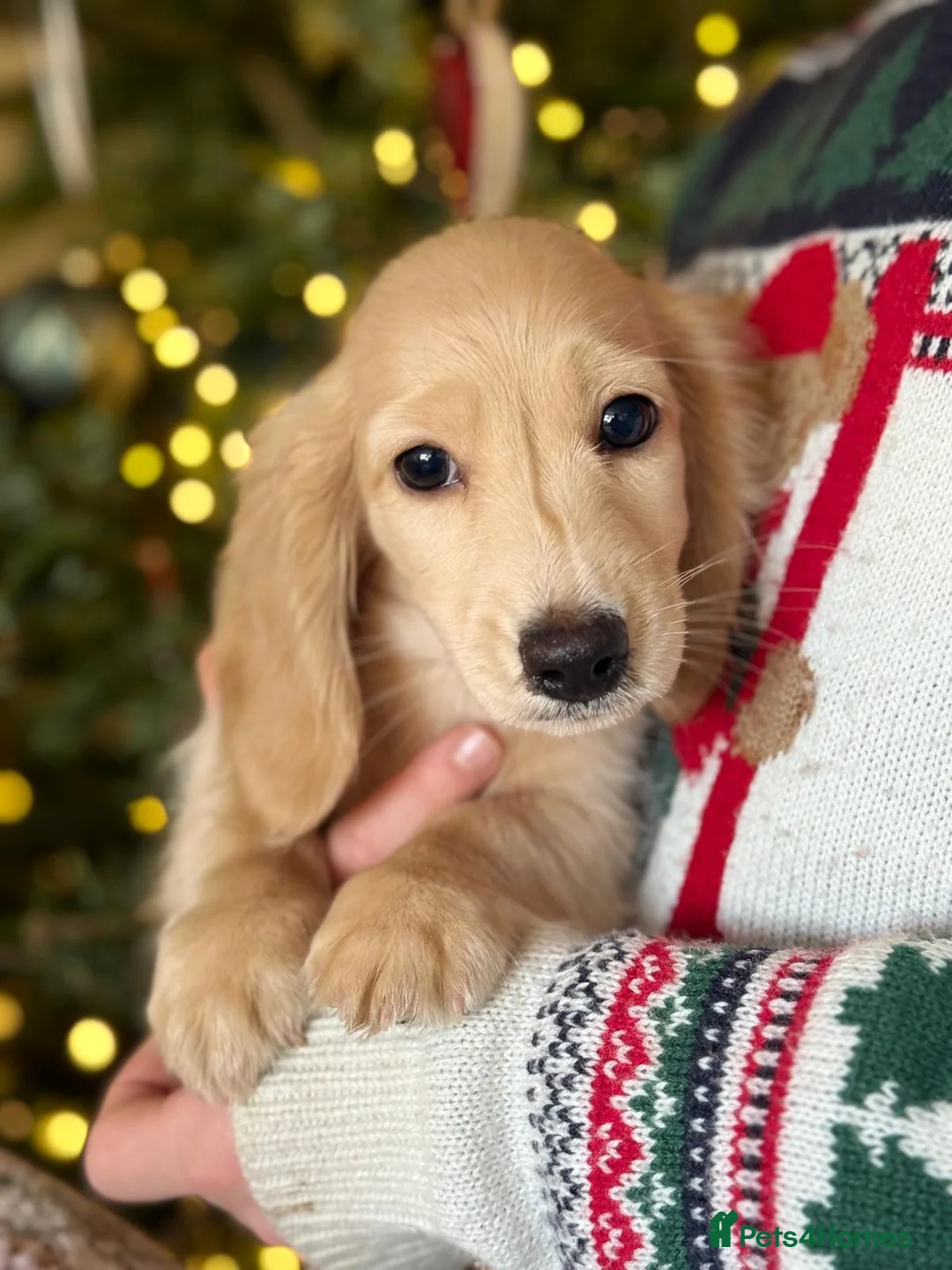 Miniature Dachshund dogs for stud: Shaded cream miniature dachshund 3.6kg - Advert 18