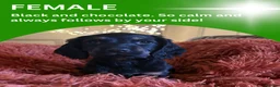Cocker Spaniel dogs for sale: Beautiful cocker spaniel pups for loving homes  - Advert 6