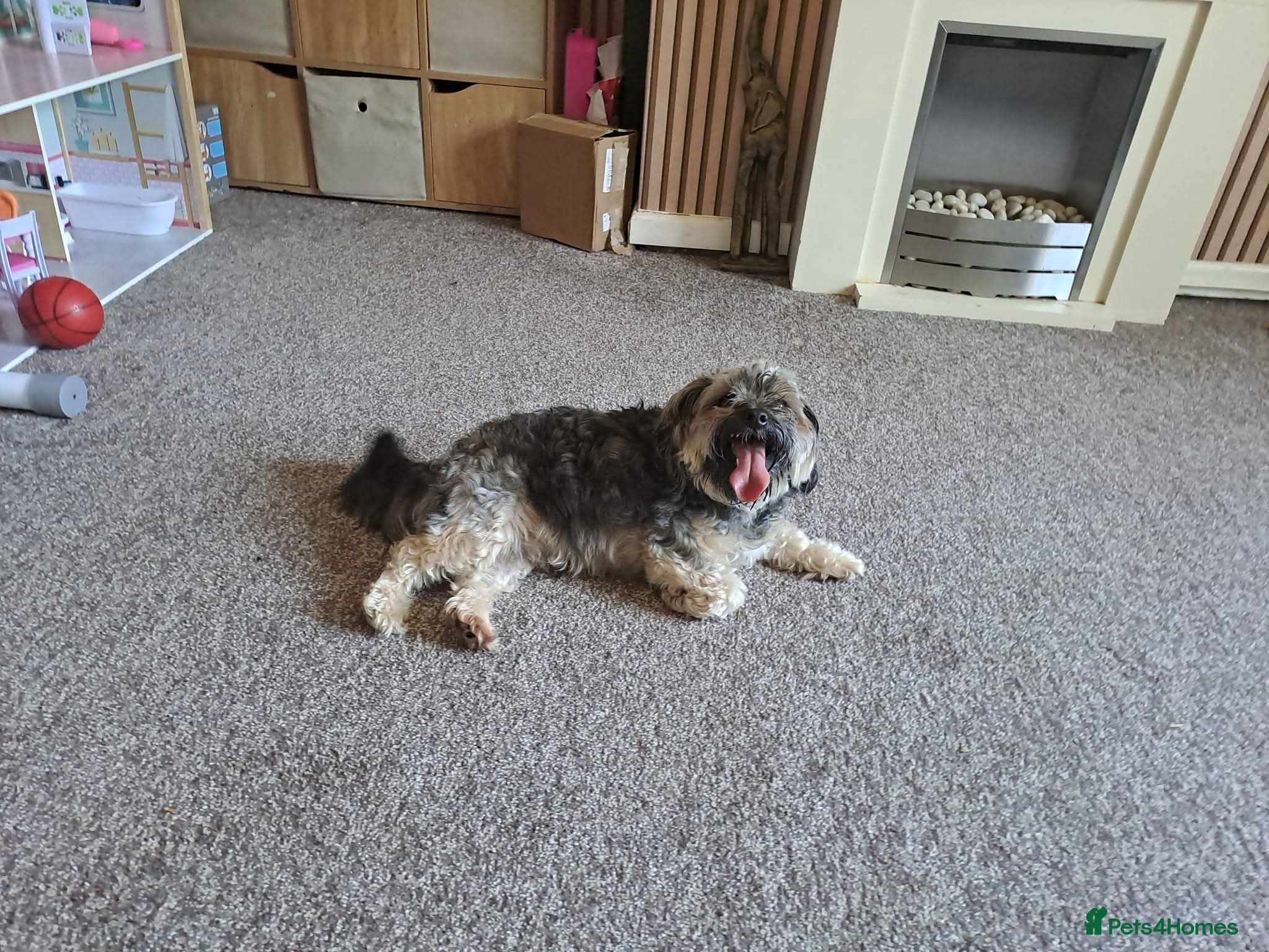 Morkie dogs Loveable Morkie - Advert 2