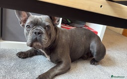 French Bulldog dogs for sale: French Bulldog Rocco - Image 3