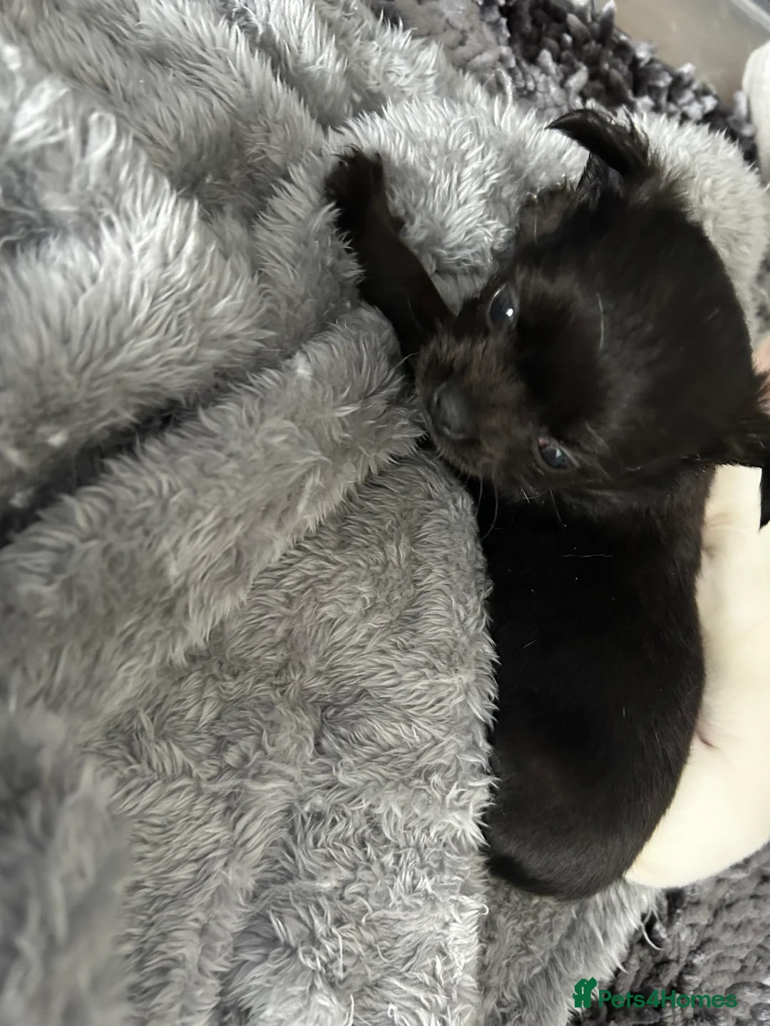 Chihuahua dogs for sale: 2 chihuahua puppies for sale in Biggleswade - Advert 2