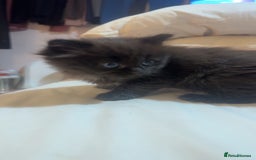 Maine Coon cats for sale: Maine Coon Kittens (Ready in 1 weeks)  - Image 3