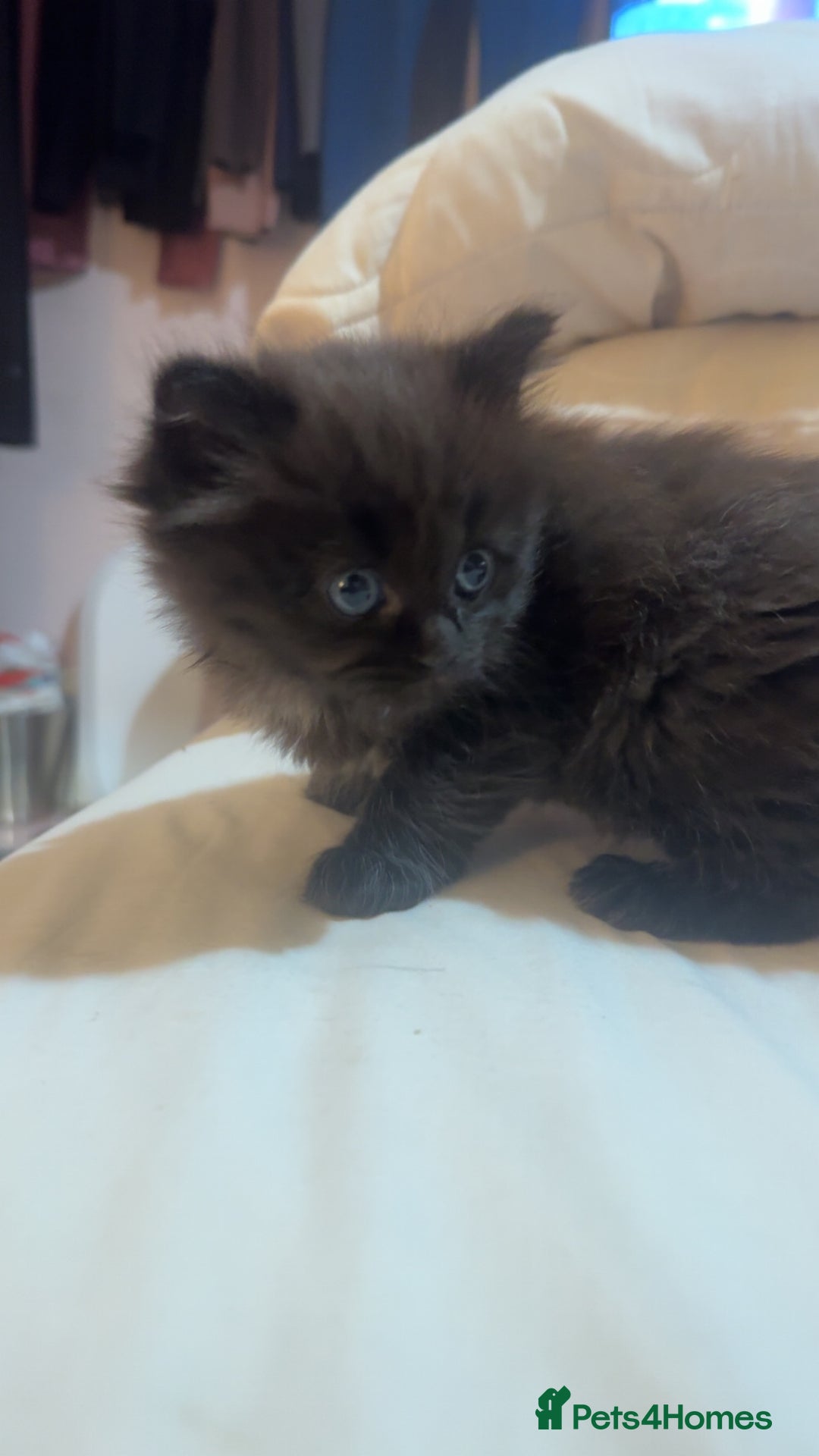 Maine Coon cats for sale: Maine Coon Kittens (Ready in 1 weeks)  - Image 3