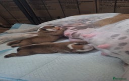 English Bulldog dogs for sale: English Bulldog Puppies  - Image 3