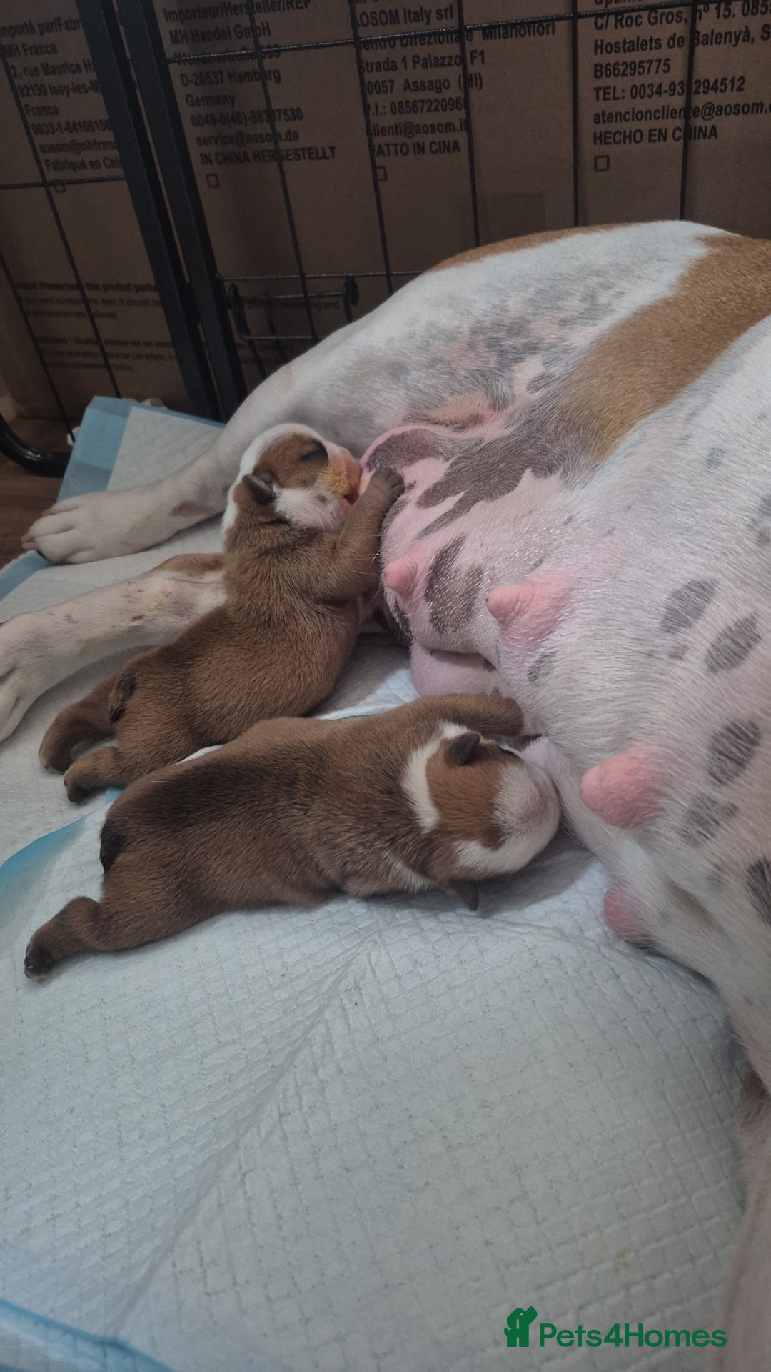 English Bulldog dogs for sale: English Bulldog Puppies  - Image 3
