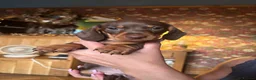 Miniature Dachshund dogs for sale: Gorgeous KC Miniature Dachshund Puppies last 3 - Advert 8