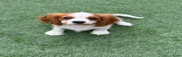 Cavalier King Charles Spaniel dogs for sale: Boy still available - health tested parents  - Advert 1
