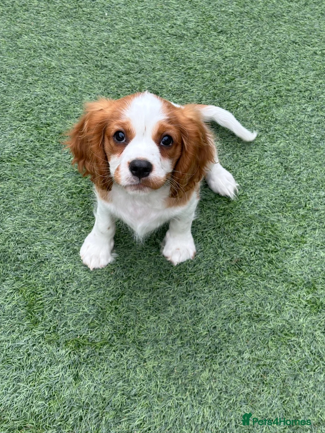 Cavalier King Charles Spaniel dogs for sale: Boy still available - health tested parents  - Advert 1