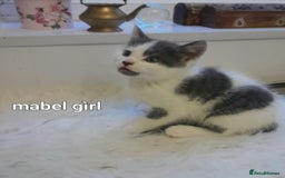 Siamese cats for sale: Bi colour blue and white kittens - Image 30