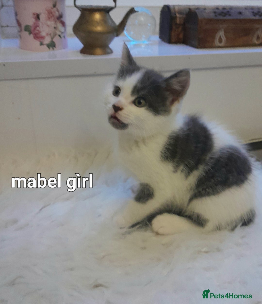Siamese cats for sale: Bi colour blue and white kittens - Image 30