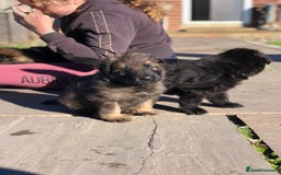 German Shepherd dogs for sale: Beautiful Litter of German Shepherd Puppies - Image 16