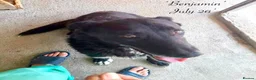 Mixed Breed dogs for adoption: Benjamin, 8-10 yrs. Available for adoption. in Brixham - Advert 3