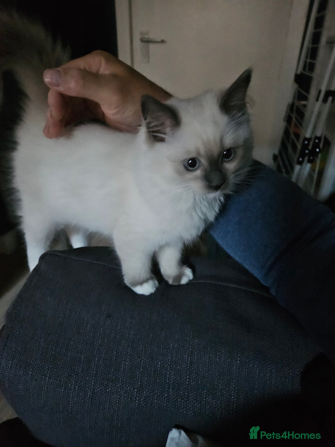 Ragdoll cats for sale: For sale Ragdoll  - Image 1
