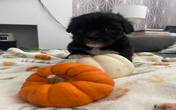 Mixed Breed dogs for sale: Maltese cross La Chon puppies  - Image 6