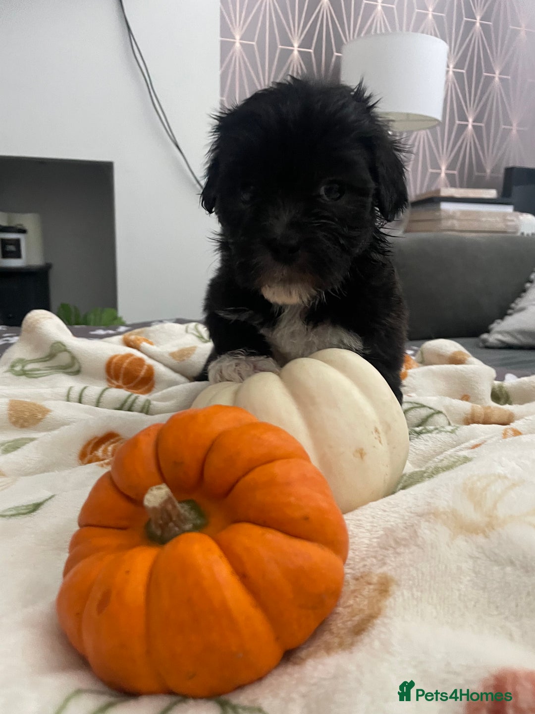 Mixed Breed dogs for sale: Maltese cross La Chon puppies  - Image 6