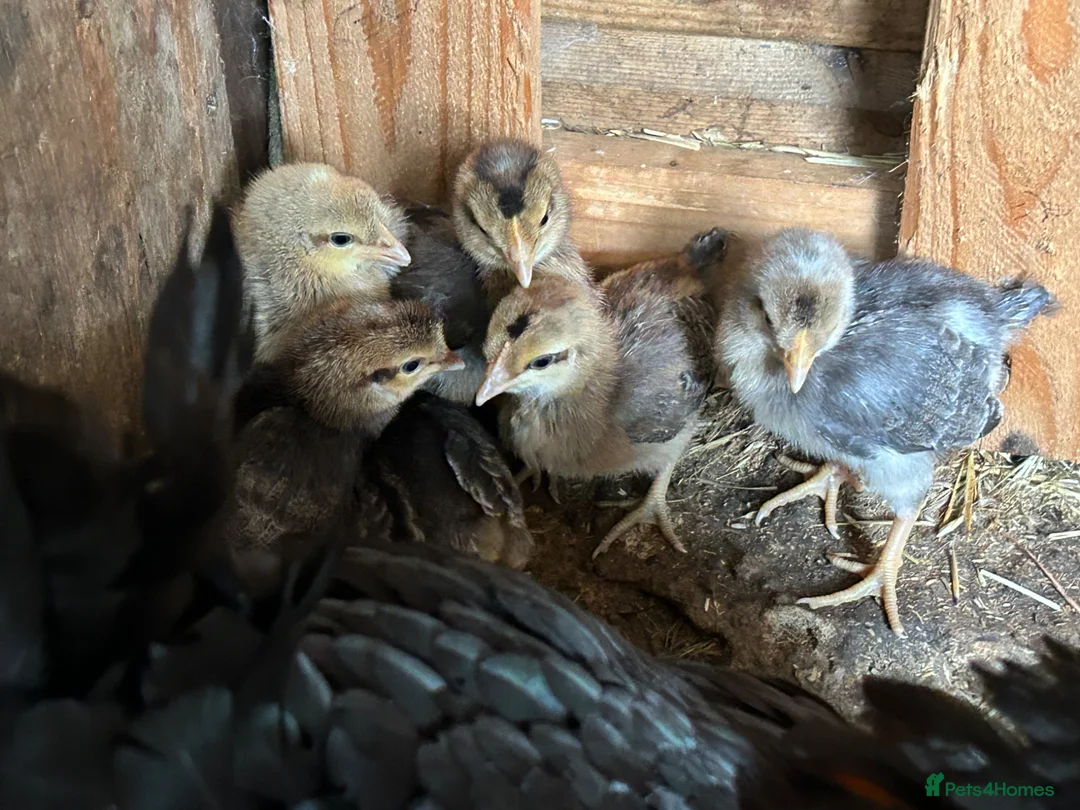 Chickens poultry for sale: French maran 7 cream leg bar chicks - Advert 17
