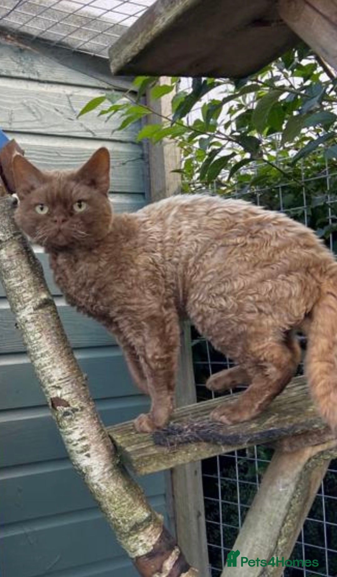 Devon Rex cats for sale: Adult champions Active registered GCCF - Advert 6
