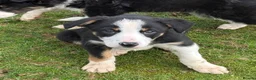 Border Collie dogs for sale: Border Collie Pups in Machynlleth - Advert 17