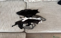 Mixed Breed cats for sale: 1/2 Ragdoll kittens - Image 15