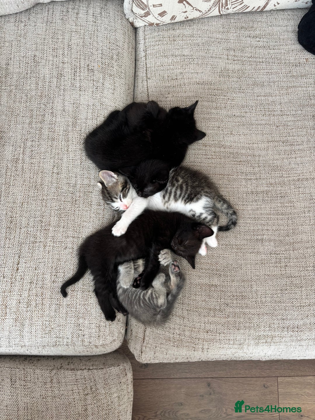 Mixed Breed cats for sale: 1/2 Ragdoll kittens - Image 15