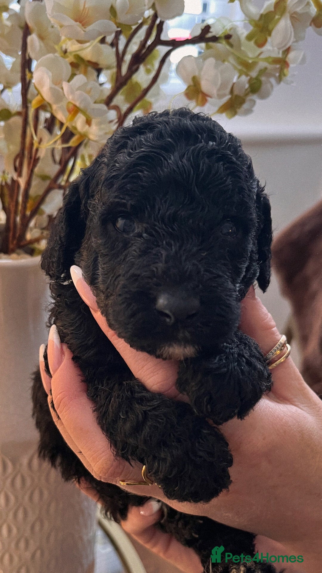 Cockapoo dogs for sale: Cockapoo puppies  - Advert 11