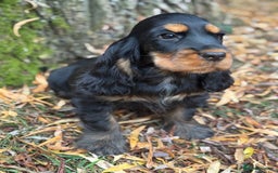 Cocker Spaniel dogs for sale: TRUE SHOW TYPE HEALTH TESTED SHOW TYPE  - Image 13