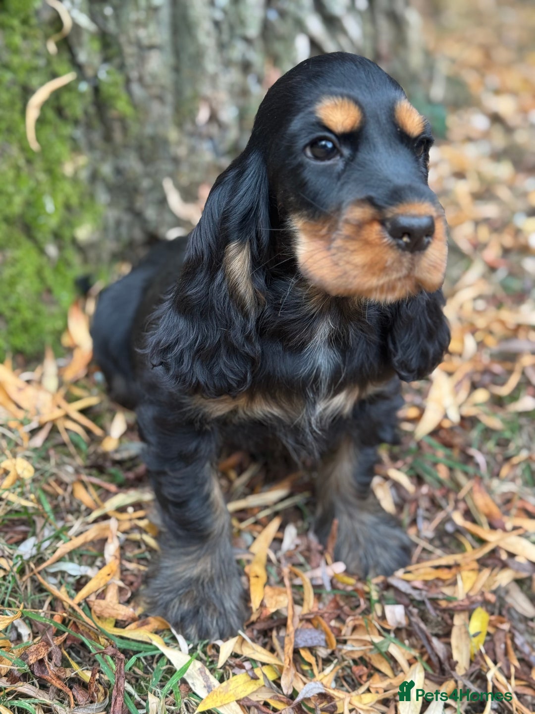 Cocker Spaniel dogs for sale: TRUE SHOW TYPE HEALTH TESTED SHOW TYPE  - Image 13