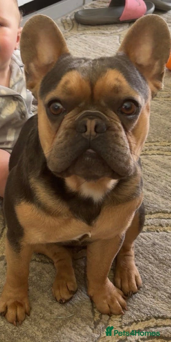 French Bulldog dogs Male French bulldog - Advert 2