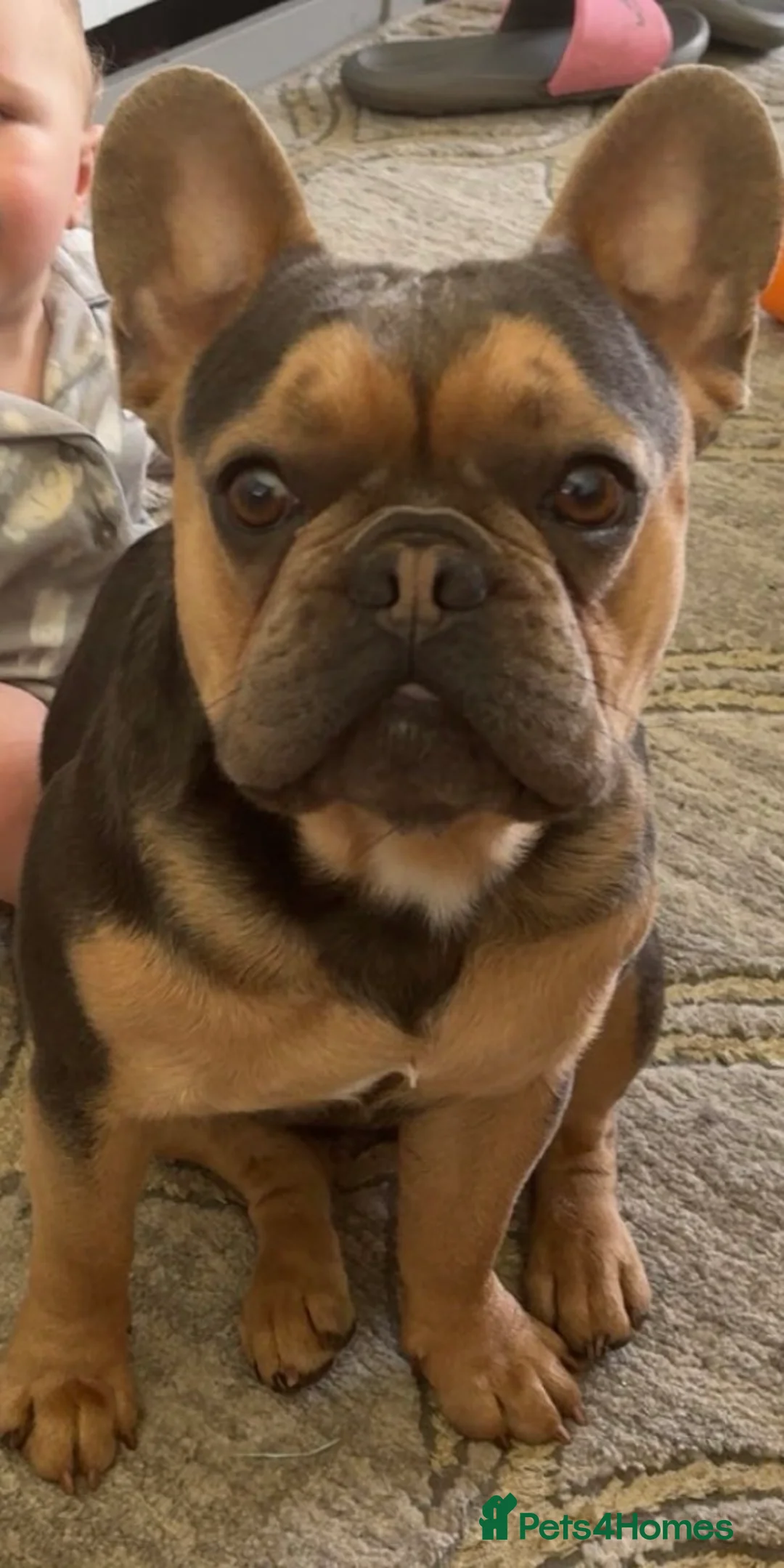 French Bulldog dogs for sale: Male French bulldog - Advert 1