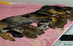 Miniature Dachshund dogs for sale: Healthy mini dapple and dachchunds pups - Image 6