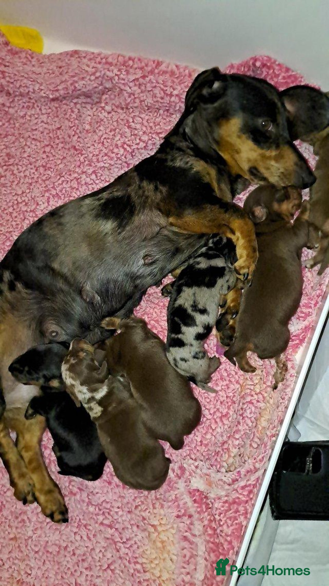 Miniature Dachshund dogs for sale: Healthy mini dapple and dachchunds pups - Image 6