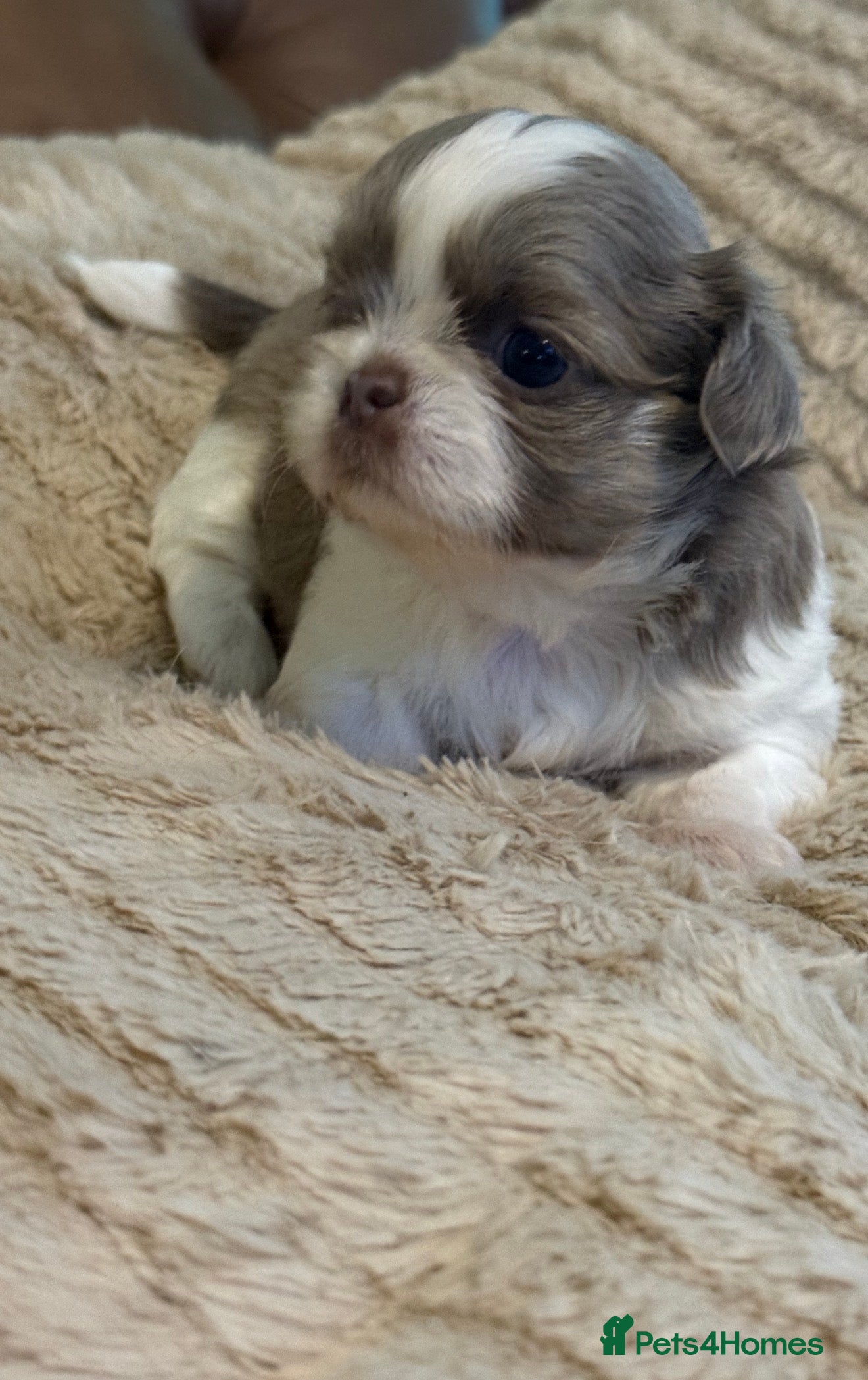 Shih Tzu dogs Imperial shihtzus  - Advert 2