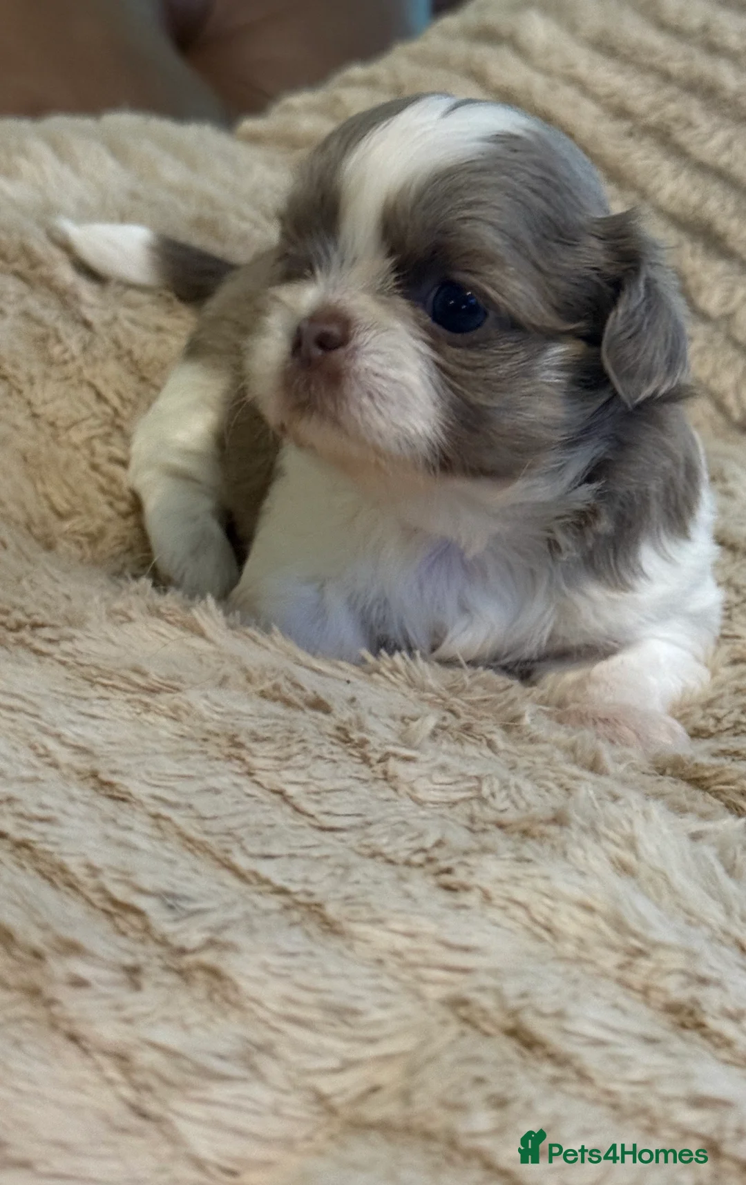 Shih Tzu dogs for sale: Imperial shihtzus  in Dunfermline - Advert 2