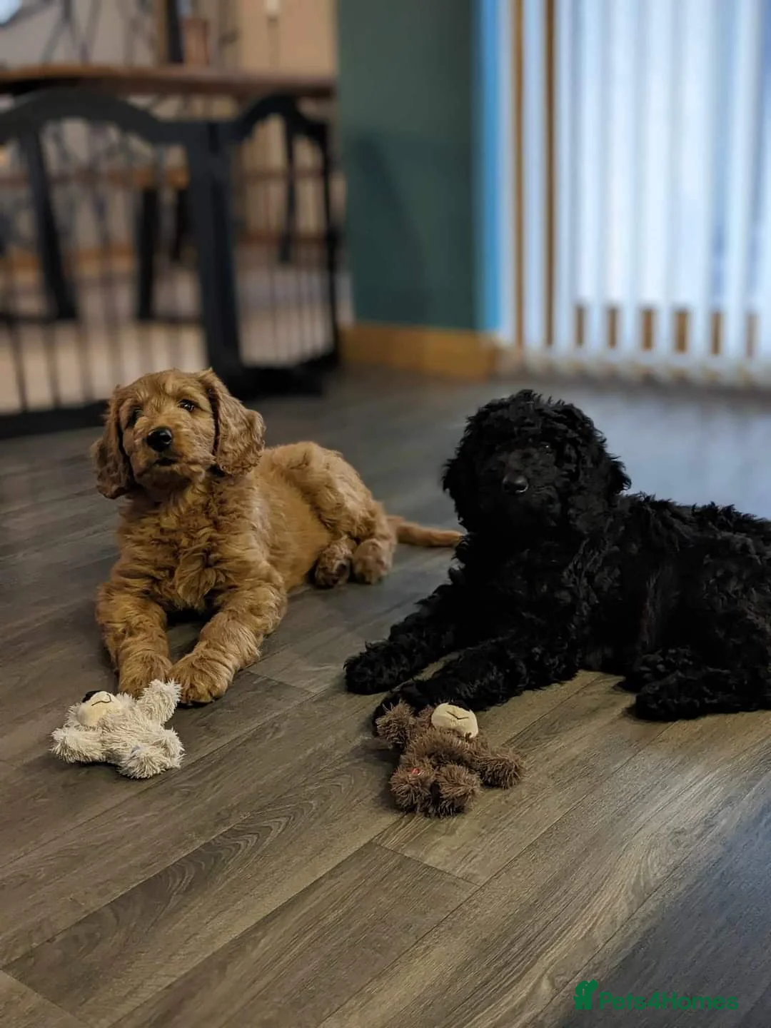 Labradoodle dogs for stud: Bailey the stud  in Glasgow - Advert 15